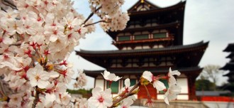 Cerezos en flor en Japón - Destino y Sabor
