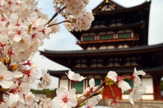 Cerezos en flor en Japón - Destino y Sabor