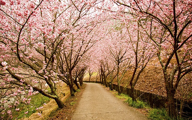 japon en primavera