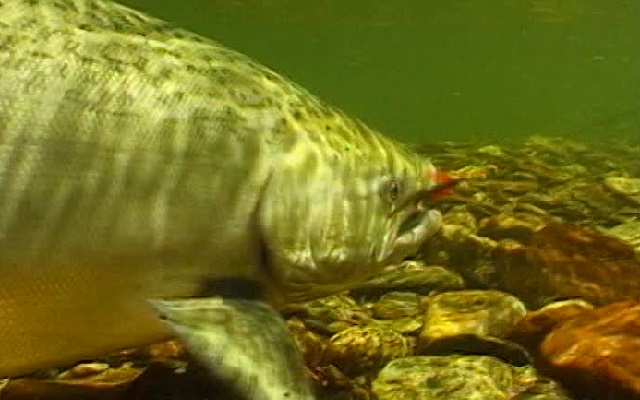 Salmones en los ríos de Alaska - Destino y Sabor