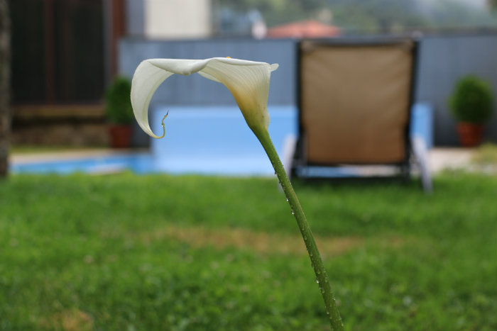 Detalle de una flor junto a la piscina del Hotel El Duende del Chafaril