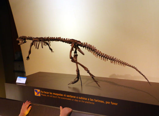 Esqueleto de dinosaurios enanos - Destino y Sabor