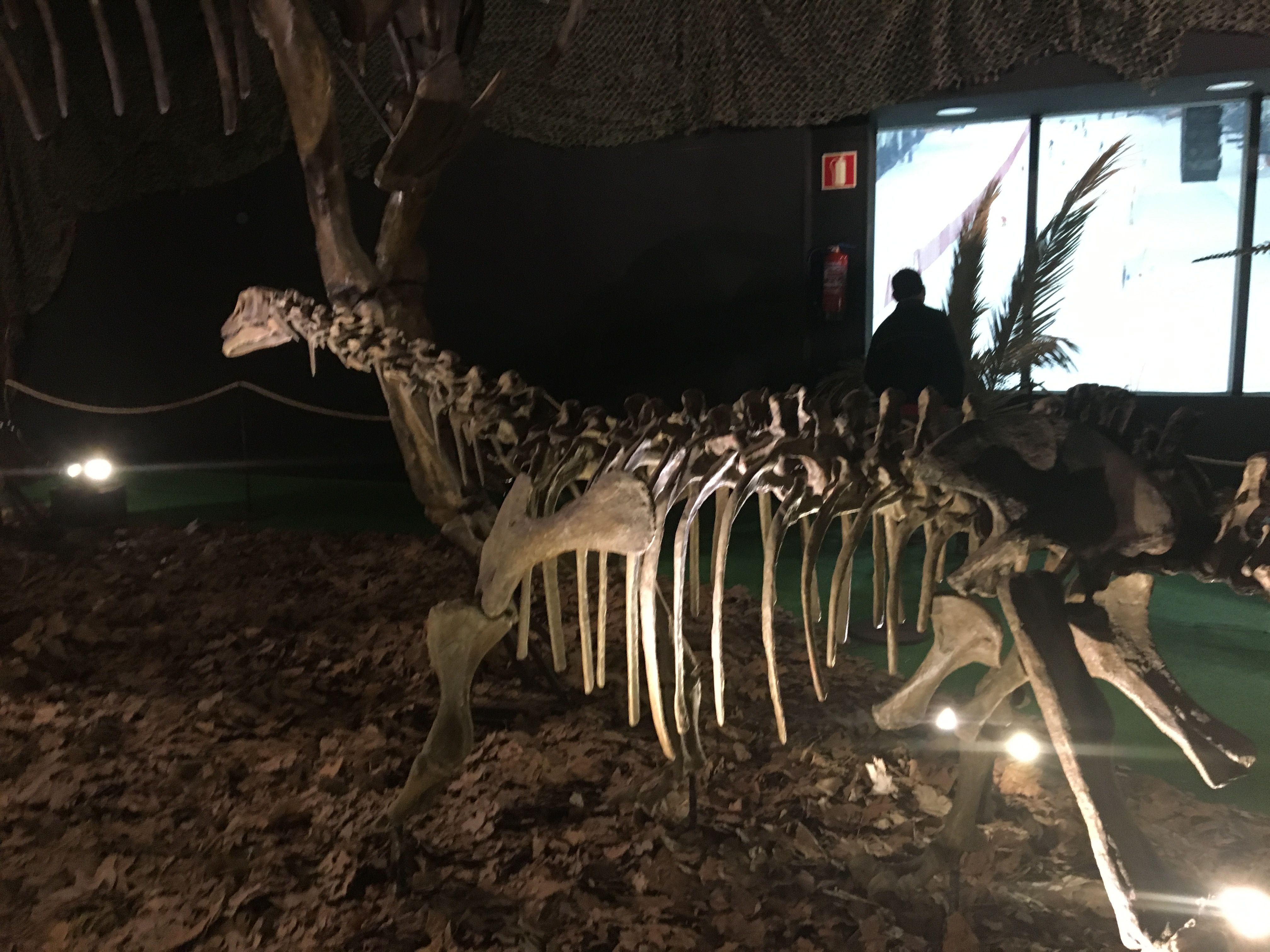 Dinopétrea en Xanadú