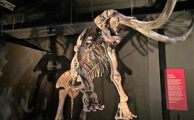 Esqueleto de un Mammut - Destino y Sabor