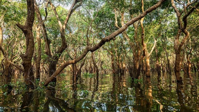 Bosque de manglares en el Parque Nacional Los Haitises