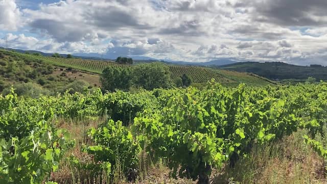 Visita al viñedo junto a la bodega - Destino y Sabor