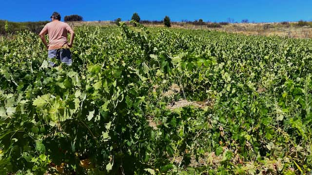 Viñedo propio de Bodega Aliste - Destino y Sabor