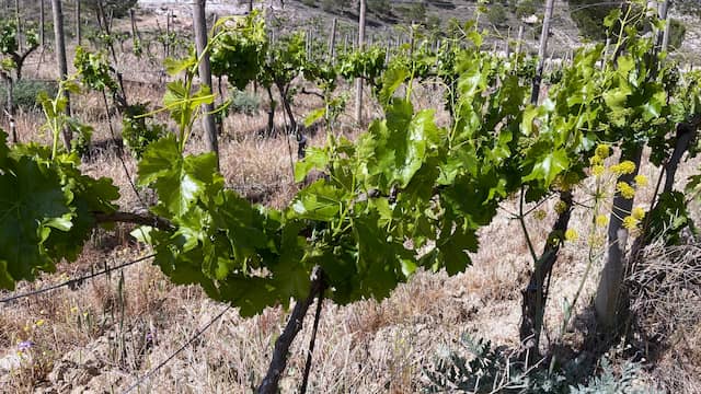 Plantas jóvenes de esta bodega - Destino y Sabor