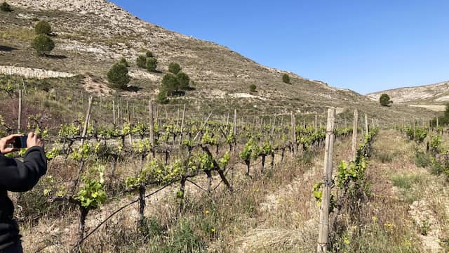 Viñedos en las colinas frente a la bodega - Destino y Sabor